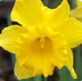 Daffodil.jpg