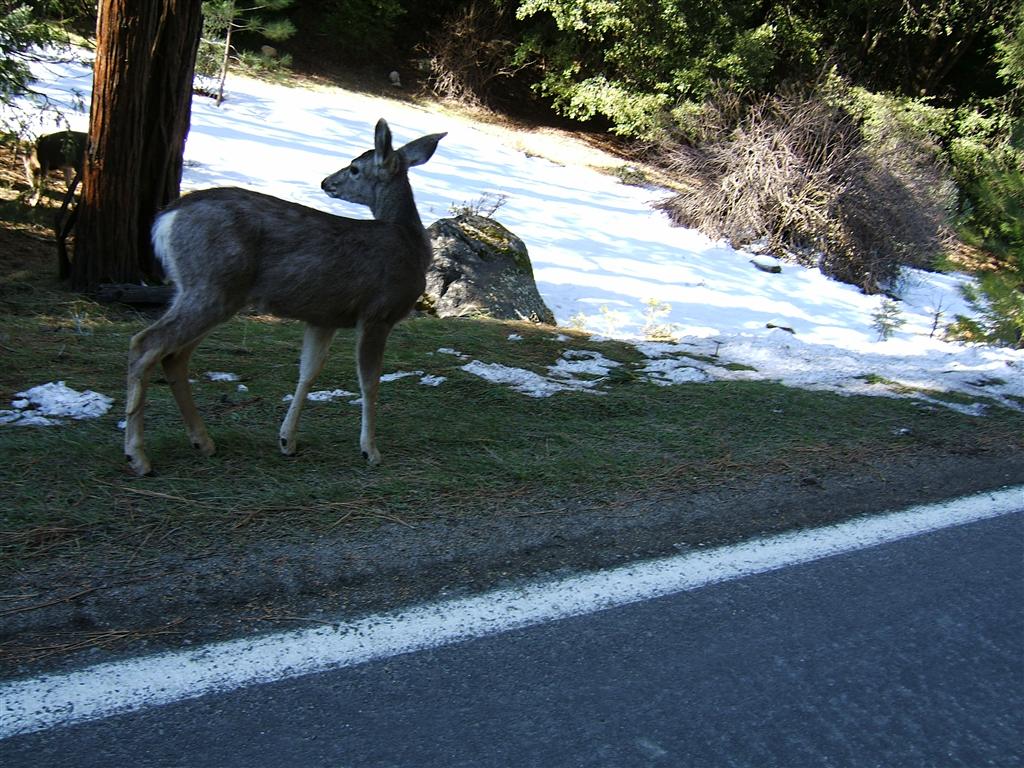 Yosemite-039.jpg