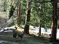 Yosemite-038