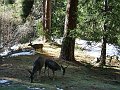 Yosemite-040