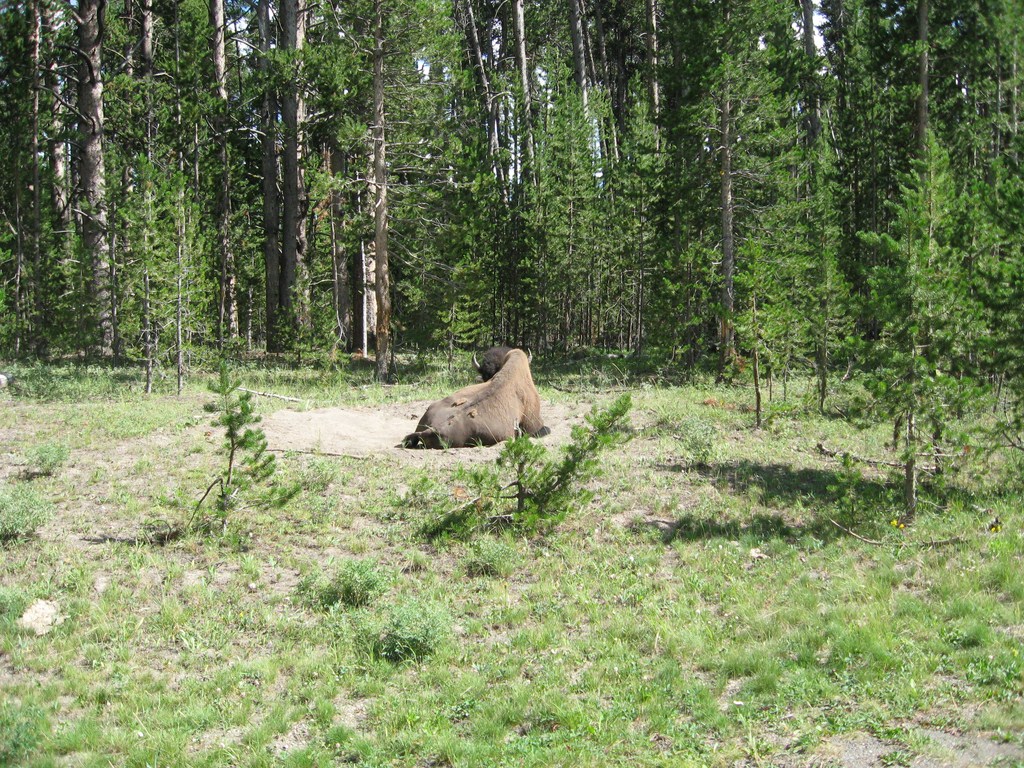 Yellowstone037.jpg