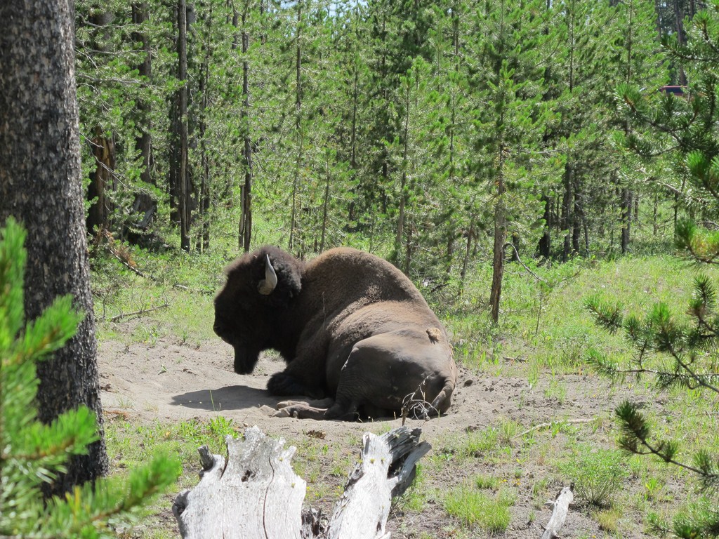 Yellowstone039.jpg