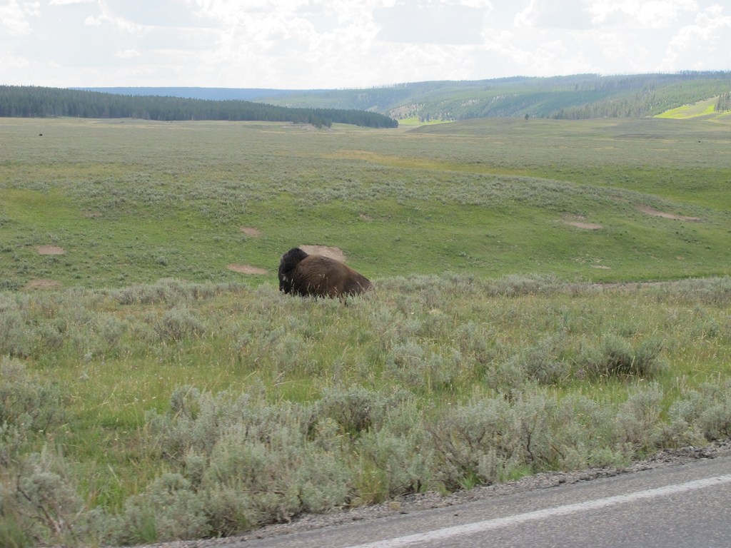 Yellowstone041.jpg