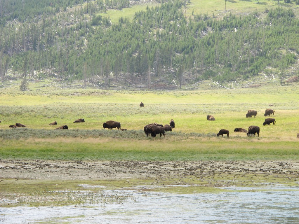 Yellowstone043.jpg