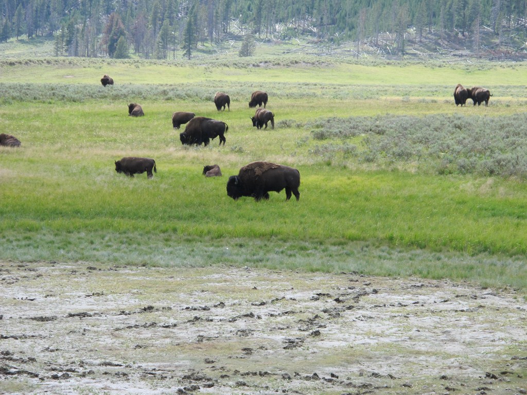 Yellowstone044.jpg