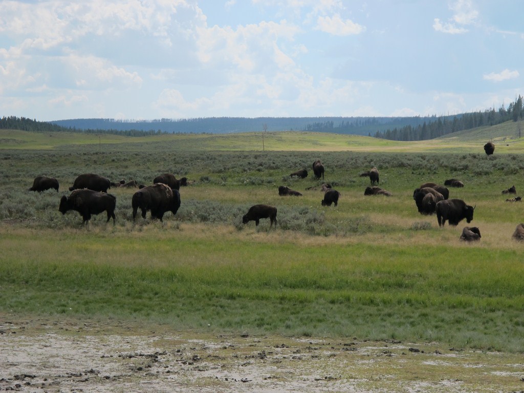 Yellowstone045.jpg