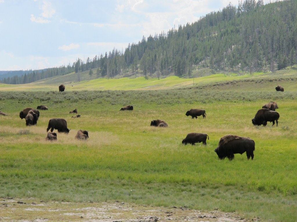 Yellowstone046.jpg