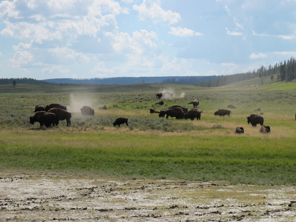 Yellowstone047.jpg