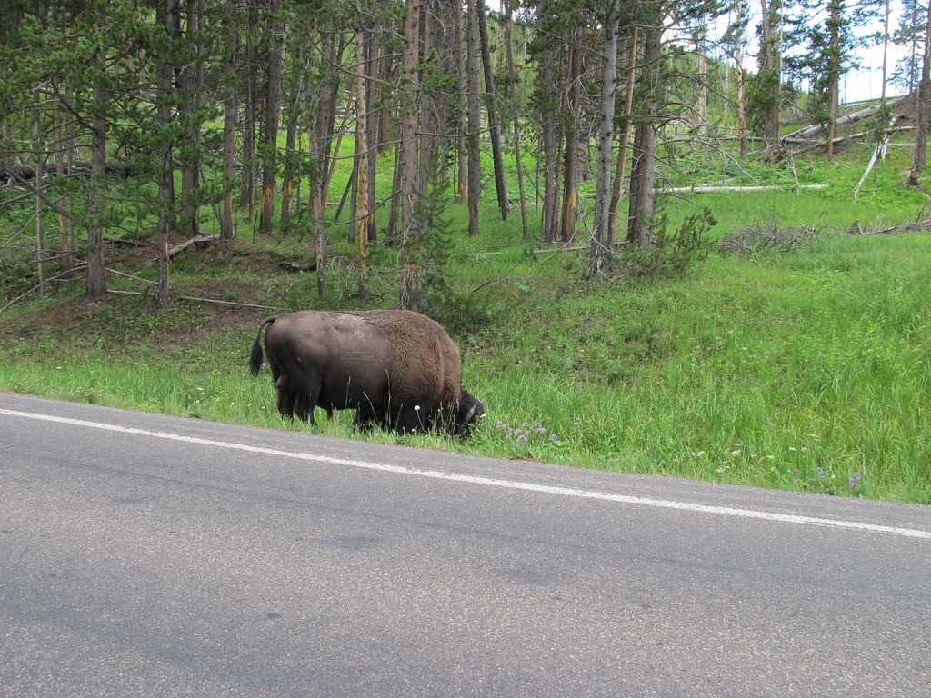 Yellowstone050.jpg