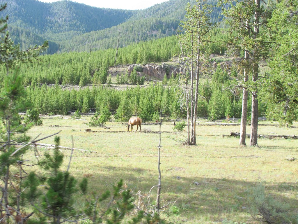 Yellowstone076.jpg