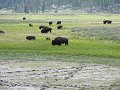 Yellowstone044